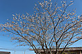 Photo_6
